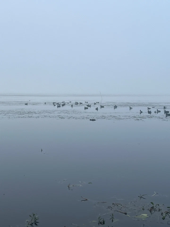 приманка стая пловец набор. - Изображение 3 из 4