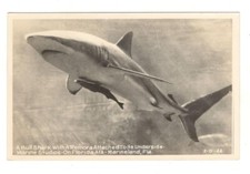 Bull Shark Marine Studios Marineland Florida Vtg Real Photo Postcard RPPC BAS26