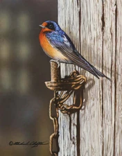 Perch by Richard Clifton Fine Art Print Nature Bird Wildlife Poster 13x19