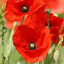 RED CORN POPPY FLOWER SEEDS 1000+ ANNUAL garden FLANDERS FIELD Free Shipping