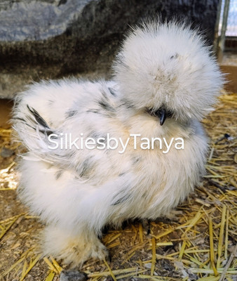 #ad 6 Fertile Bantam Silkie Chicken Hatching Eggs. Frizzles Satins Possible. $45.00