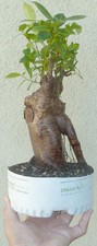 Tiger Bark Ginseng Ficus Microcarpa Pre Bonsai Dwarf Shohin Fat Trunk