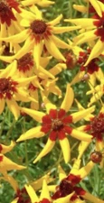 COREOPSIS Mardi Gras SEEDS 🇺🇸 NJ Grower See My Store For Largest Selection
