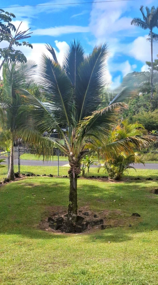 Pacific Tall Coconut Seed – Exotic Tropical Palm Tree Seed for Indoor Growing - Image 3 of 4