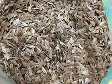 Chasmanthium latifolium FLAT OATS SEEDS Native Plant Bulk Seeds 1 ounce