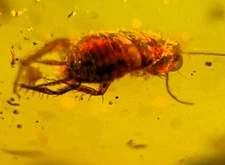A101 BU1649 Cockroach wasp flies in big 15gram Burmese Amber Burmite 99mya