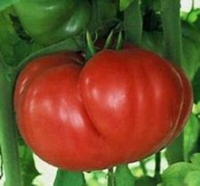 Crnkovic Yugoslavian - +25 Fresh Seeds - Buy any 3 or more items, 10% off order!