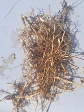 Lot of 20+ Lily of Valley pips-- PLANT IN FALL, Flowers In SPRING - White