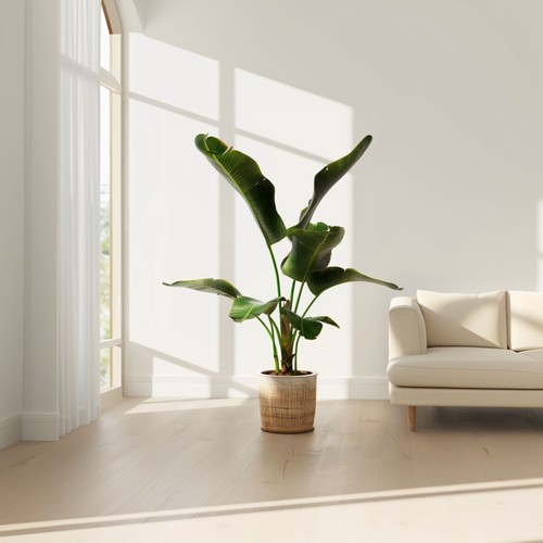 Banano nano - 2 Pezzi - Musa 'Dwarf Cavendish' - Altezza 90-100cm - ⌀21cm - Foto 4 di 6