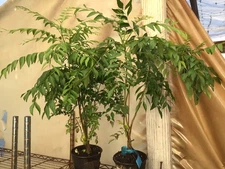 2 Curry Leaf Plant Murraya koenigii 1 Feet +Tall 2 Years Old In A  4 Inch Pot.