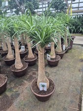 Elefantenfuß Beaucarnea recurvata 'Nolina' ca. 100 cm exotisch immergrün