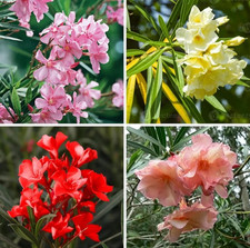 1 adelfa Nerium viva de 18 pulgadas para plantar adelfa arbusto flor rosa jardín