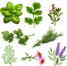 Herb Seed Pack Varieties  Plants Chives Basil Coriander Grow