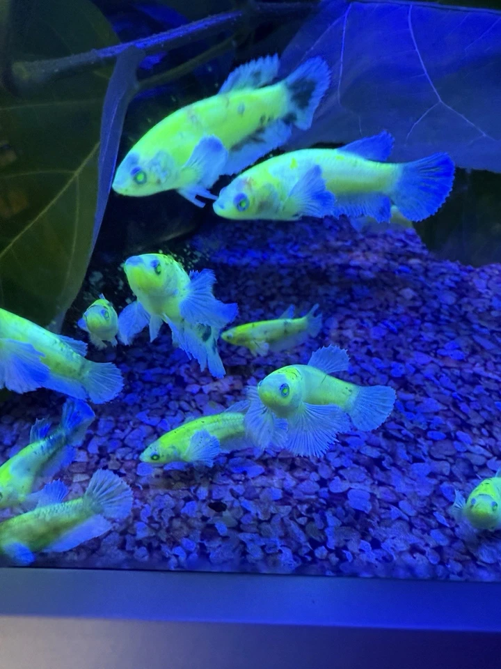 (5) RARE DUMBO NEON GLO BETTA - Image 2 of 4