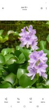 25 Live Water Hyacinths Gorgeous Purple Flower W/ Yellow eyes