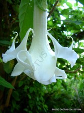 RARE BRUGMANSIA ARBOREA white flower Angel's Trumpet tree fragrant seed 10 seeds