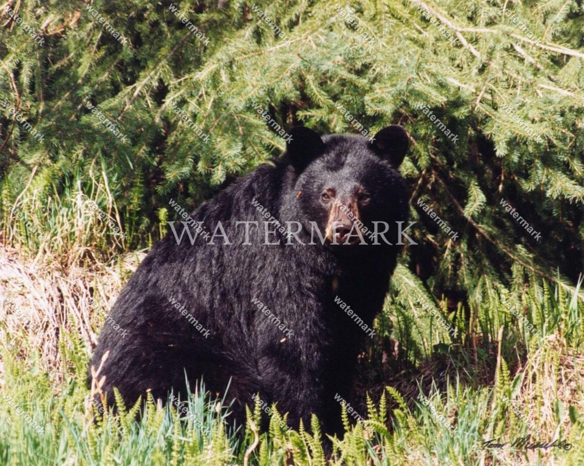 ES168 Bears Black Sitting Nature Wildlife 8x10 11x14 16x20 Photo