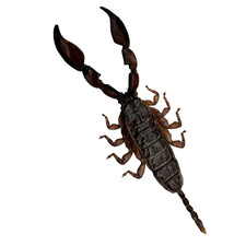 Real Taxidermy Dwarf Wood Scorpion (Liocheles australasiae) Entomology Specimen