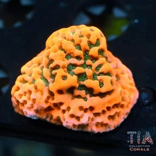 Cherry Pie Montipora Frag – NOT WYSIWG | Live SPS Coral | Aquacultured