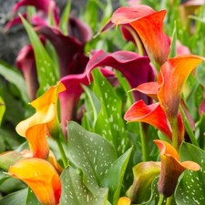T&M Calla Lily Spectrum Mixed Zantedeschia Garden Patio Half-hardy 20 Bulbs