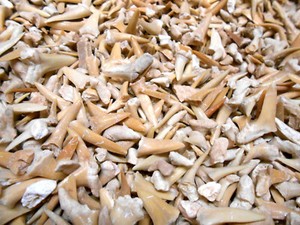 100 Genuine Authentic wholesale Shark Tooth Fossils  Morocco  Eocene age SEE!!