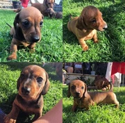 Dachshund Puppies In Perth Region Wa Dogs Puppies Gumtree