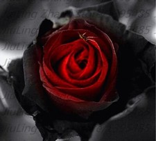 20 SEEDS for Black/Red RARE hybrid Rose flower bud bush exotic plant USA Seller