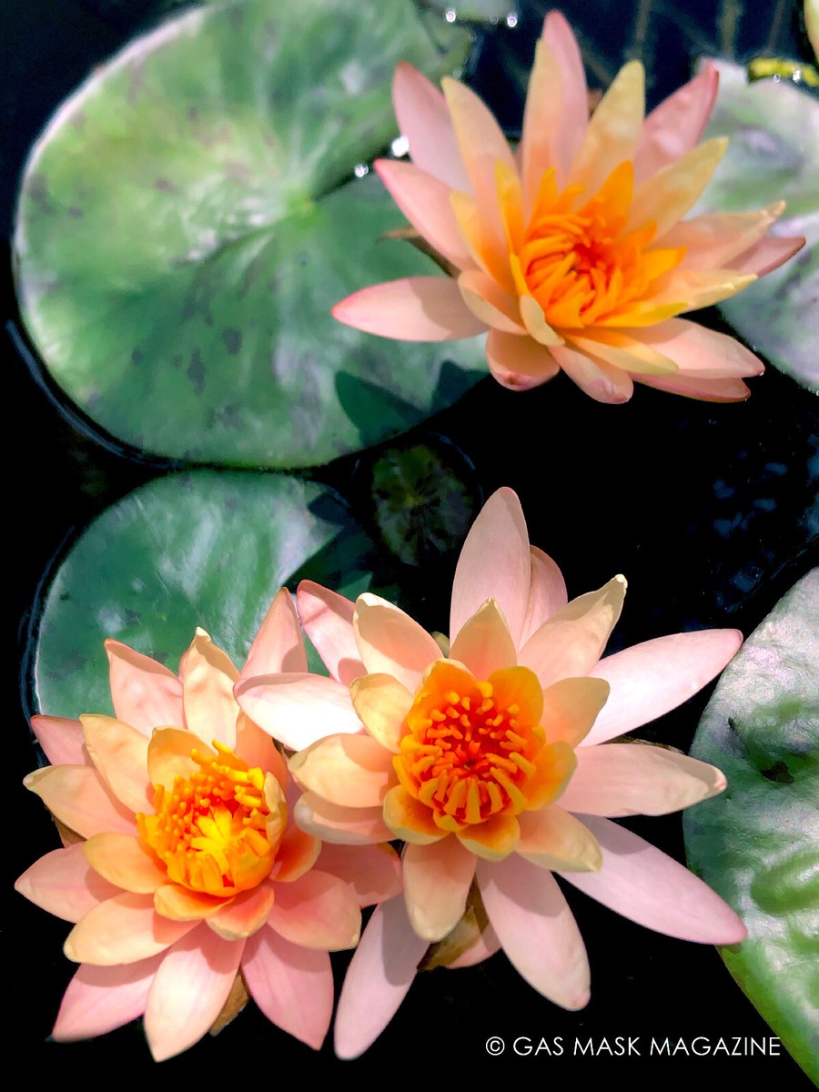 waterlily様 Color Changing Nymphaea 'Sioux' Hardy Water Lily Tuber (Live