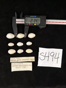 Cypraea Spurca Acicularis Shells Lot Of 9 Caribbean (S494)