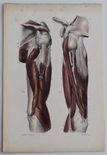 Anatomy Myology Arm Regions Color Engraving 1844
