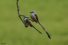 Photography Print Bird, Scissor-Tailed Flycatcher Couple