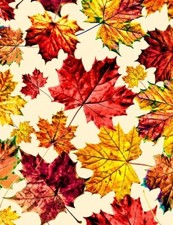 Fall Fabric - Autumn Maple Leaf Toss Cream - Timeless Treasures YARD