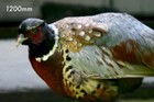 Bild 7 von 11