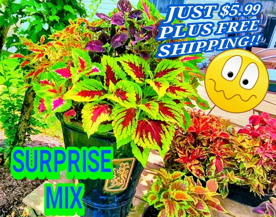COLEUS SEEDS-神秘惊喜混合-100 + 种子!! — 第 2/4 张图片