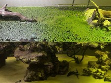 100 Leaves Of DUCKWEED indoor grown - SUPER EASY Freshwater Aquatic Live Plants