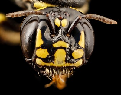 MACRO CERATINA BEE PHOTOGRAPHY High Quality 19x 13in Photo/Poster Print