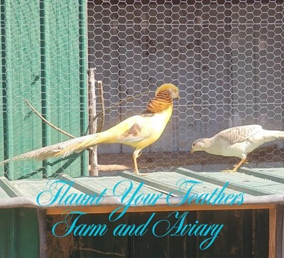 PRESALE (3 Yellow Golden Pheasant Hatching Eggs) Please read description!! $60