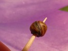 ANCIENT SOUTH EAST ASIAN PYU BANDED GLASS HEIRLOOM BEAD BEAD 5.9 mm WORN — photo 3