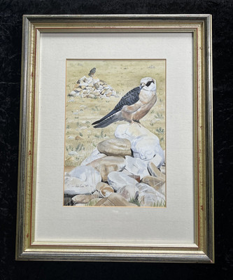 Falke/Falke Original ornithologisches Aquarell - signiertes Vogelgemälde von John Cox