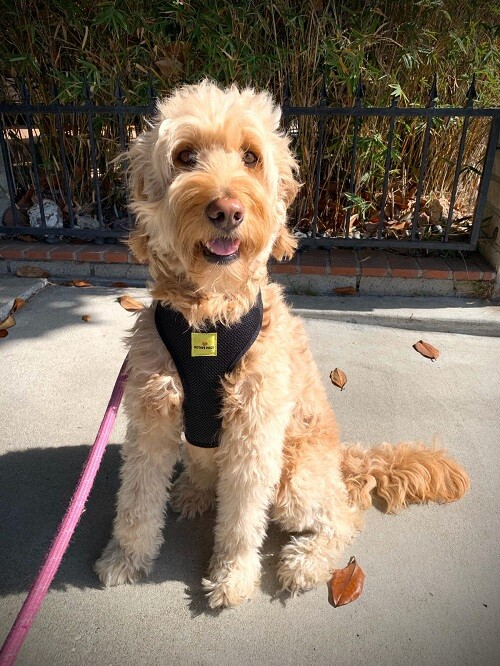 No Pull Dog Harness No Choke Fully Adjustable Pet Vest Puppy