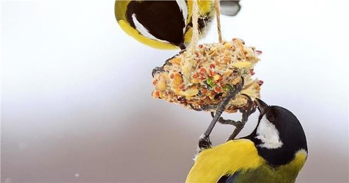 Ambassador Peanuts Butterly Tub 2.5kg Tub for Wildlife Birds - Picture 2 of 2