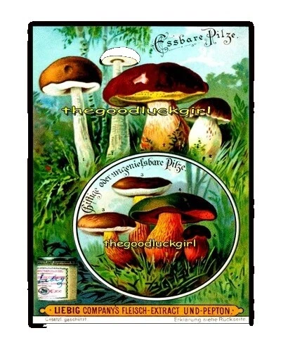 Paper Art Deco Food & Drink Art Prints