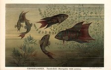 Makropode Großflosser  Paradiesfisch Macropodus opercularis  Lithographie 1894