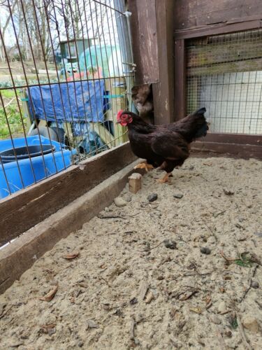 6x PURE BREED RHODE ISLAND RED “BANTAM” CHICKEN HATCHING EGGS / RHODIES / RIR - Picture 13 of 24