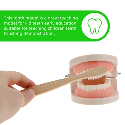2 Sets Early Childhood Education Brushing and Washing Tools Oral Tooth Model - Bild 6 von 12