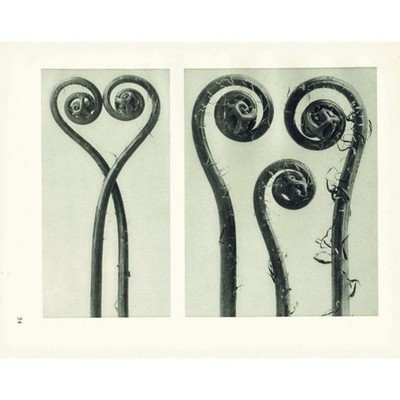 1929 AMERIKANISCHER JUNGFERNHAARFARN Druck - Karl Blossfeldt - Pflanze - 9,5 x 12 cm
