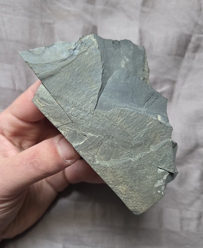 Ultra Rare Burgess Shale Leanchoilia sp Fossil Arthropod Canada Anomalcaris Site
