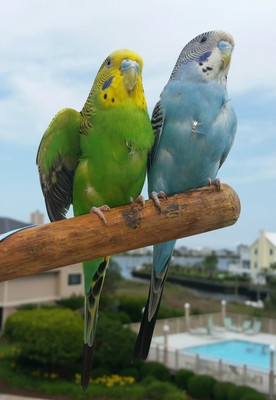 bird leash parakeet