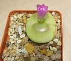 conophytum ratum SH1200 big