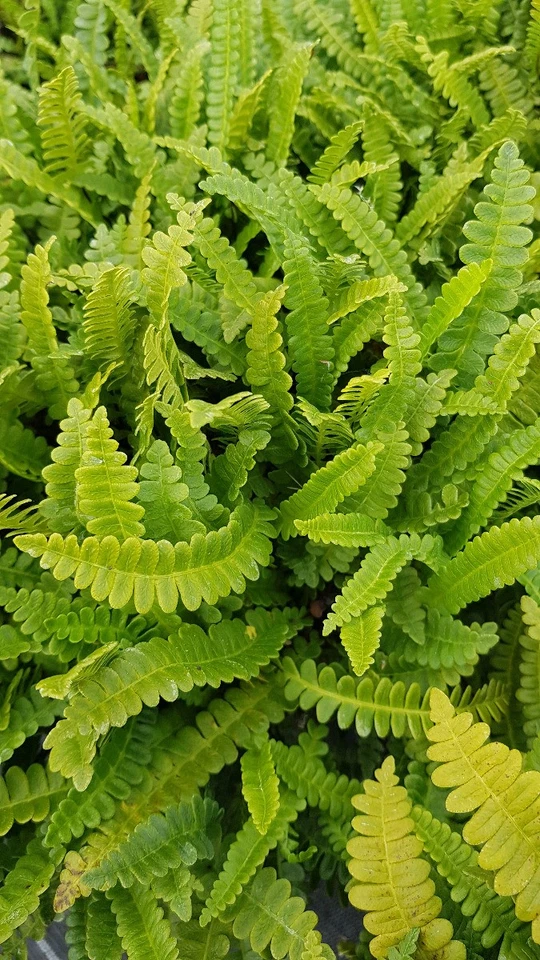 MONJARDINEXTRAORDINAIRE Blechnum penna-marina / Fougère du Chili / Conteneur de 3 à 4 litres
